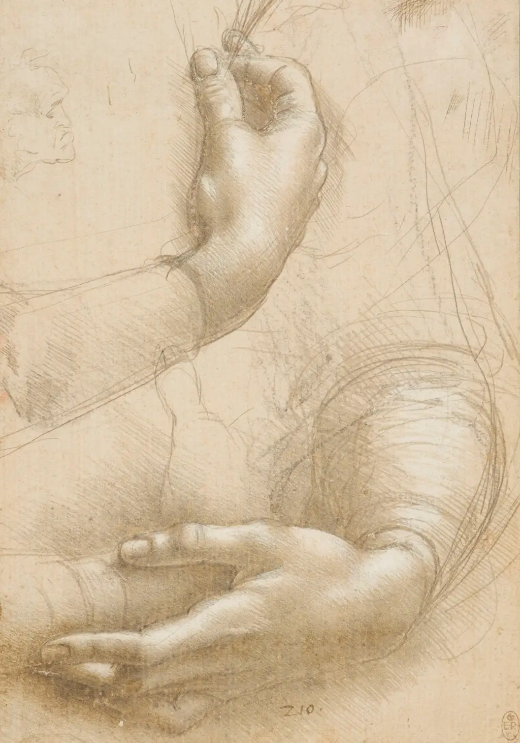 Study of Hands in Detail Leonardo da Vinci